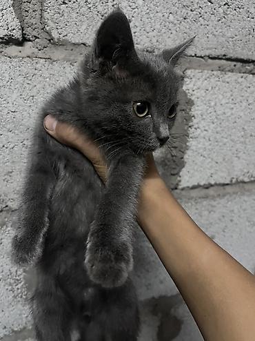 русский борзый: Русская голубая, 2 месяца, Девочка, Голубой, Метис — 5