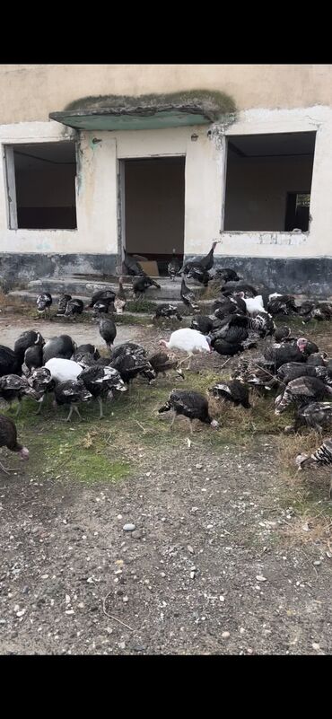 Digər quşlar: Hinduşka Diri çıkisi 13 manat Kəsib göndərsək 15 manat ünvan Stansı