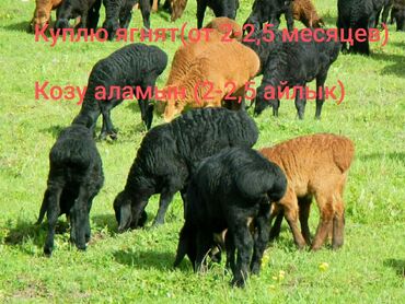 цена на пшеницу на сегодня за наличку: Куплю | Бараны, овцы | На откорм, Самовывоз, Платная доставка