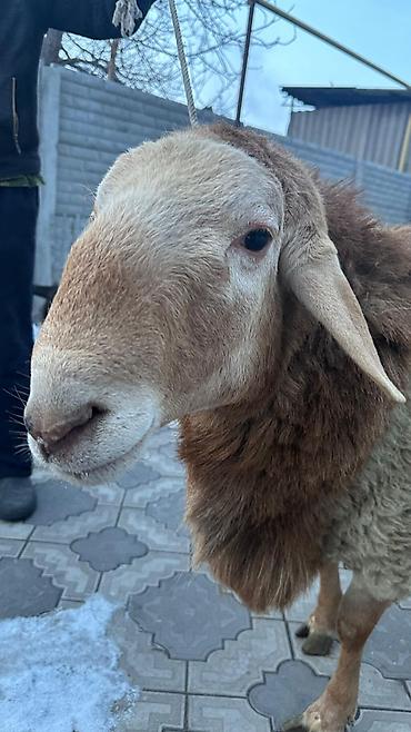 Баран, овца: Продаю | Баран (самец) | Арашан | Для разведения | Племенные — 9