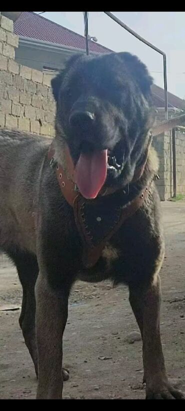 kanqal iti: Kanqal, 1 ay, Erkek, Ünvandan götürmə, Pulsuz çatdırılma, Ödənişli çatdırılma