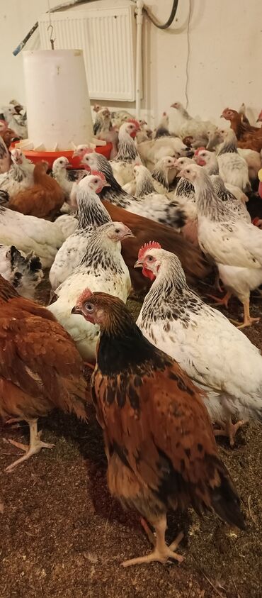 Inəklər, öküzlər: Toyuq, Australorp, Broyler, Damazlıq, Ünvandan götürmə