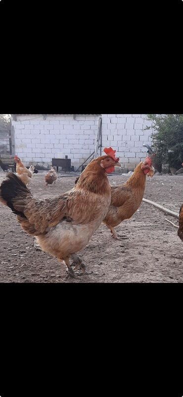 Коровы, быки: Курица, Для яиц