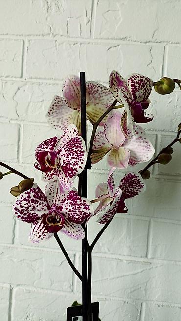 Орхидеи: Большой выбор сортовых орхидей. высота растений 70 см — 16