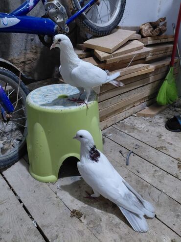 Göyərçinlər: Salam saglam quşlardı 16.17 tük istəyən yazsın vatsaf aktivdi - Növ — 8