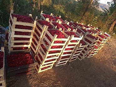 Коммерческая недвижимость: Питомник растений, 160 соток, Действующий, С оборудованием — 9