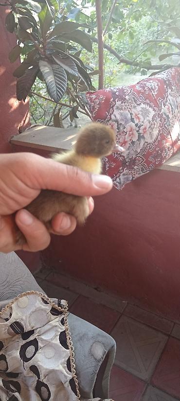 su donuzu: Musk ördək balaları (indo ducklings) - Cins: Musk (indo) ördək - — 2