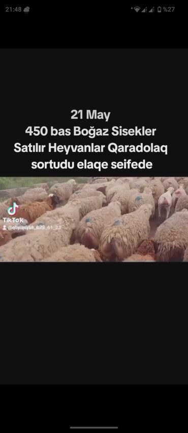 Digər heyvanlar: 21 may Super boğaz Sisekler Satilir 450 bas Qaradolaq sort u elaqe 051