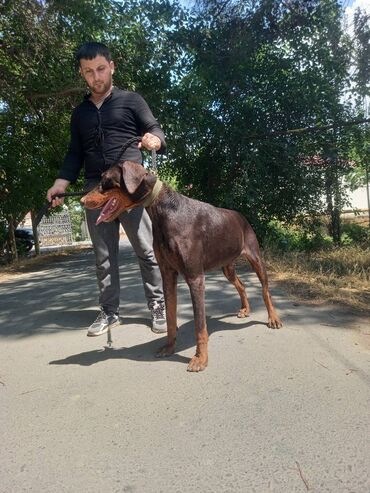 doberman satışı: Doberman, 2 il, Erkek, Cütləşmə üçün, Ünvandan götürmə