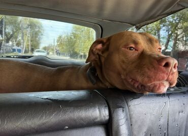 акустические системы best core колонка в виде собак: Питбуль, 2 года, Самец, С прививкой