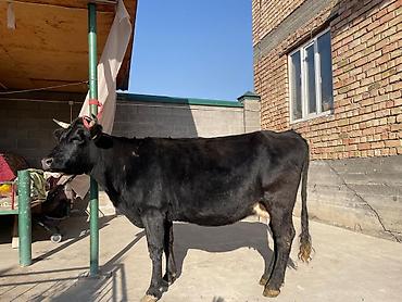 Коровы, быки: Продаю | Корова (самка) | Для молока | Привязанные at lalafo.kg — 10 Коровы, быки: Продаю | Корова (самка) | Для молока | Привязанные — 10