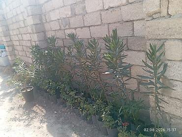 gunəbaxan tumu: Oleandr (Nerium oleander) və müxtəlif çiçək kolları – qara polietilen — 1