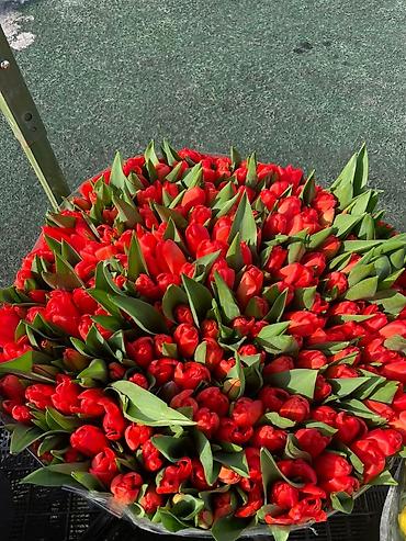 Букеты из живых цветов: Продаем тюльпаны отличного качества, высота и бутон крупный, высокие — 6