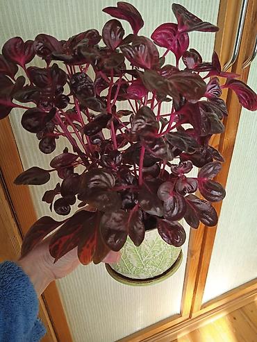 Otaq bitkiləri: Традесканция и др — 20