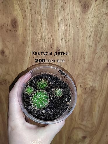 Другие комнатные растения: Комнатные растения — саженцы и черенки. 1) Живое дерево (лечебное) — — 2