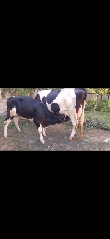 Inəklər, öküzlər: Saxanlı alaca inək və buzov dəsti. - Cins: Holştayn tipli, qara‑ağ — 3