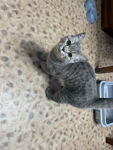 british shorthair: Британская короткошёрстная, 5 месяцев, Мальчик, Серый, Приучена к лотку — 3