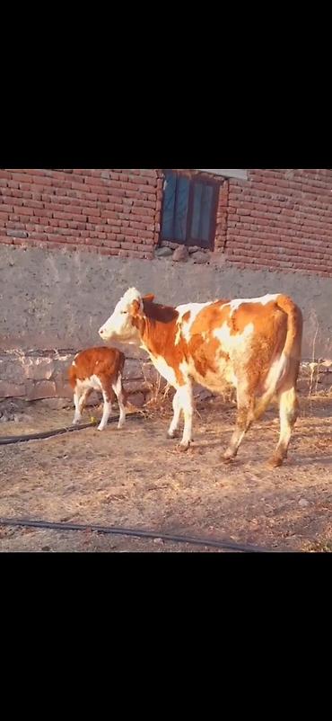 Inəklər, öküzlər: Simental tipli inək və balası - Rəng: qırmızı-ağ alaca - Ana inək -da lalafo.az — 8 Inəklər, öküzlər: Simental tipli inək və balası - Rəng: qırmızı-ağ alaca - Ana inək — 8
