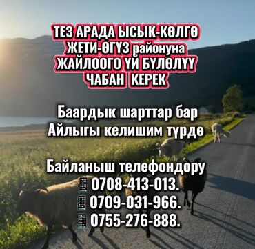 ищу работу тракторист: Талап кылынат Чабан, Төлөм Келишим түрдө, Окутуу