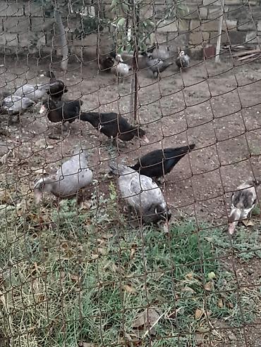 quşlar goyərcin: Musk ördəkləri (indo duck) – yetkin quşlar və balalar - Cins: Musk — 3