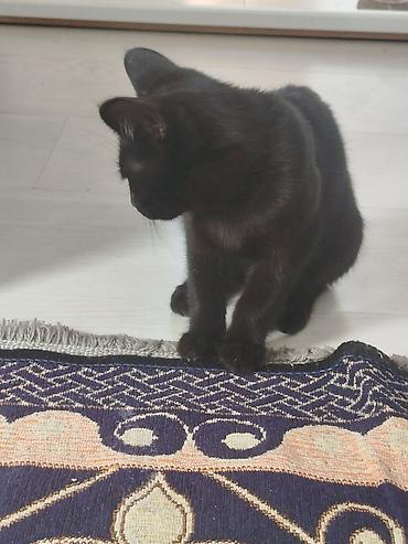 котята кара балта: Кошка даром: Беспородная, 3 месяца, Мальчик — 5