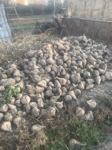 жумуш издейм упаковка: Сахарная свёкла, свежий урожай с поля. Крупные корнеплоды конусовидной