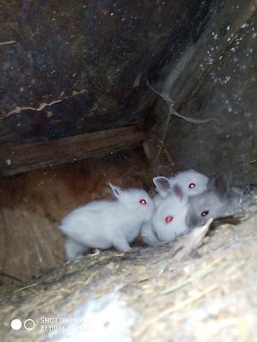 karlık dovsan: Hədiyyəlik təcili əsil natura karlik dovşanlar satılır ucuz qiymətə — 5