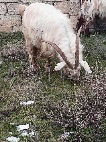 Keçilər, çəpişlər: Çəpiş keçi qoyun sürü və ya tək tək satram. Qiymet ferqlidirMəhsul — 20