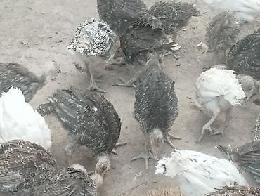 куплю куры несушки в бишкеке: Продаю индюшат 2 месяца — 5