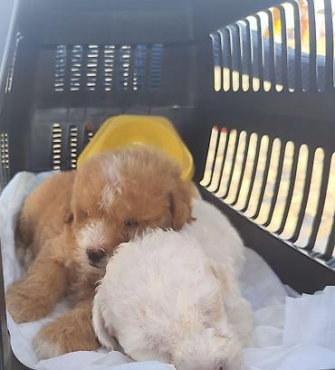 Pudel, 2 ay, Ödənişli çatdırılma