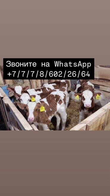 K/t heyvanları üçün mallar: Erkək, Holsteyn, Simental, il: 1, 500 kq, Damazlıq, Südlük, Ətlik, Ünvandan götürmə, Pulsuz çatdırılma