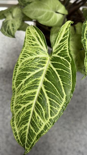 сингониумы: Сингониум (Syngonium podophyllum) с эффектной вариегацией листьев. - — 4