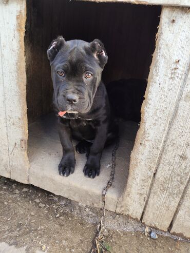 İtlər: Kane-Korso, 3 ay, Sənədli, Ödənişli çatdırılma, Ünvandan götürmə, Rayonlara çatdırılma — 7