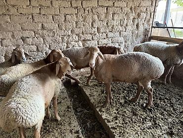 корова джерси купить: Продаю | Баран (самец) | Для разведения | Матка — 1