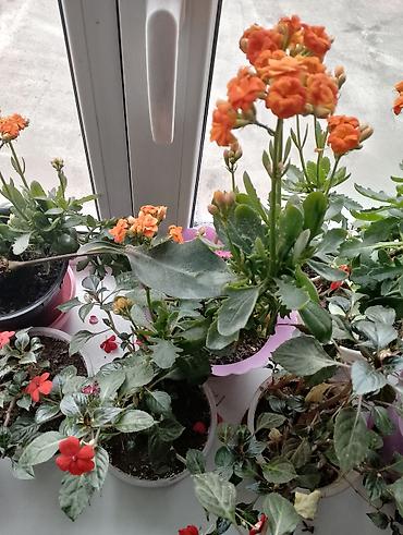 Каланхоэ: Джалал абад — 7