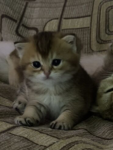 Pişiklər: Britan -da lalafo.az — 1 Pişiklər: Britan — 1