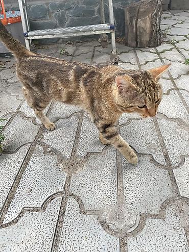 Продажа кошек: Котик бенгал зовут Элвис — 8