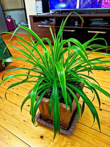 VAZ (LADA): Otaq bitkisi – xlorofitum (Spider plant) qabı ilə birlikdə. Hava