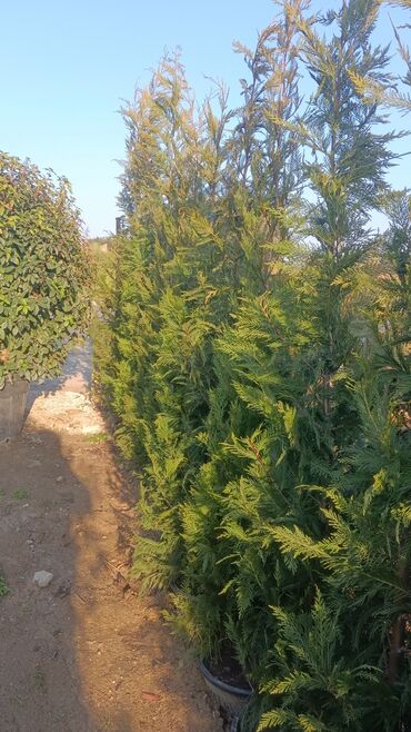 Şitillər: Dekarativ agaclarin satisi — 15