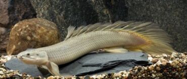 Drakon balığı Senegalus tam sağlam veziyetdedir xisnikdir