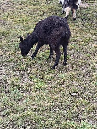 Keçilər, çəpişlər: Çəpiş keçi qoyun sürü və ya tək tək satram. Qiymet ferqlidirMəhsul — 8