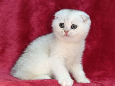 цена вислоухой кошки: Скотиш Фолд (Шотландская вислоухая), 2 месяца, Девочка, Серебристая шиншилла