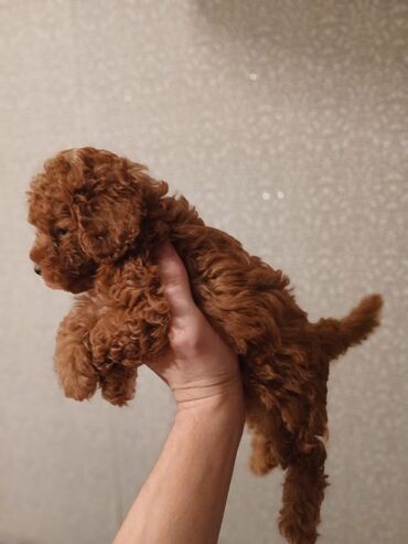 İtlər: Pudel, 2 ay — 9