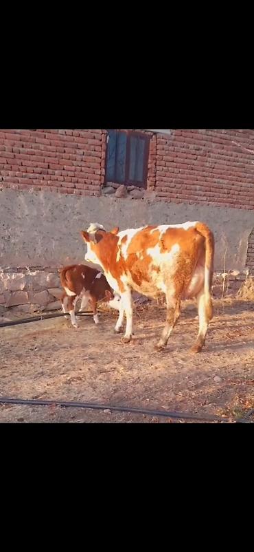 Inəklər, öküzlər: Simental tipli inək və balası - Rəng: qırmızı-ağ alaca - Ana inək -da lalafo.az — 1 Inəklər, öküzlər: Simental tipli inək və balası - Rəng: qırmızı-ağ alaca - Ana inək — 1