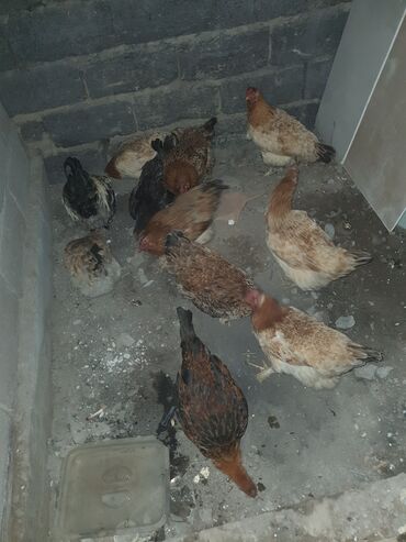 корги собака: Срочно продаются куры домашные обш.11 шт.одного 3 шт сиплята есть