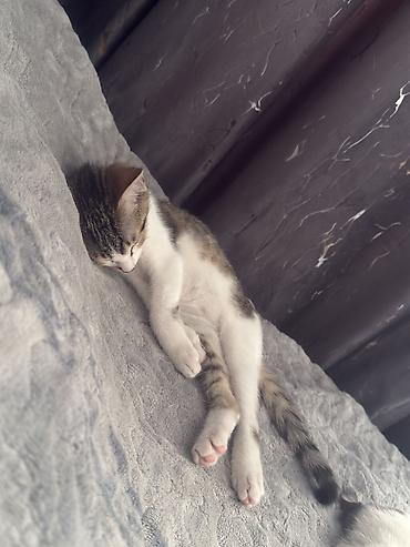 котят ош: Котята домашние, короткошёрстные, окрасы: серо-белый биколор и — 5