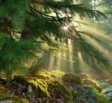 Prodaja zemljišta: 52 ares, Vlasnik — 12