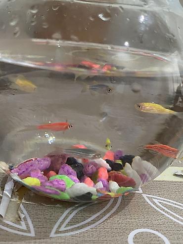 akvarium balıq novləri: Yumru akvarium, Balıqlarla birlikdə, 1 l, Ünvandan götürmə, Pulsuz çatdırılma, Ödənişli çatdırılma — 3