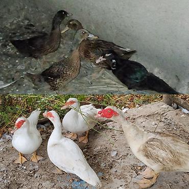cücə və xoruz təmsil: 9 dene ördekdi 6 lal 3 qişqiran kom 120
toyuqla barter olunur — 1