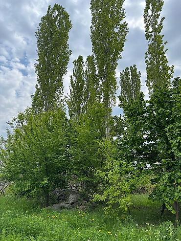 kirov qesebesi: 32 sot, Tikinti, Mülkiyyətçi, Kupça (Çıxarış) — 2
